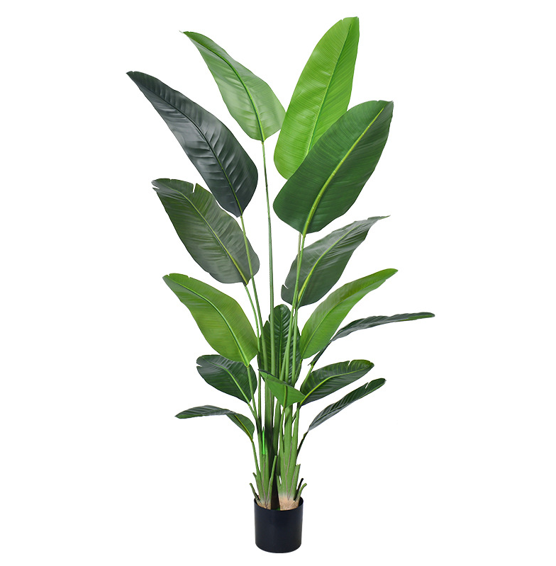 180cm Traveler's Banana